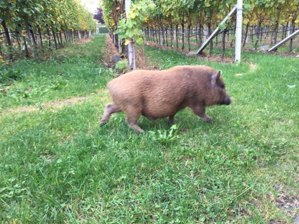 Lochererhof Διαμέρισμα Appiano Sulla Strada Del Vino Εξωτερικό φωτογραφία