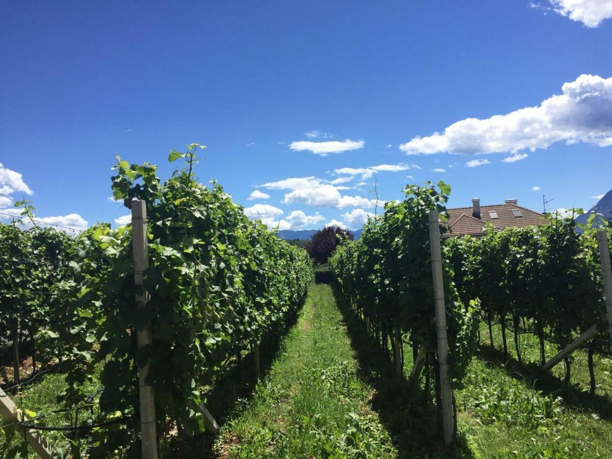 Lochererhof Διαμέρισμα Appiano Sulla Strada Del Vino Εξωτερικό φωτογραφία