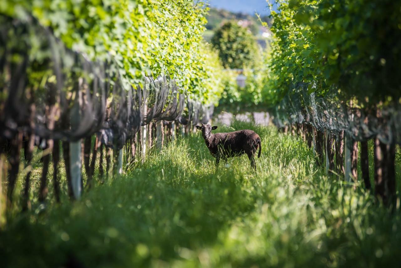 Lochererhof Διαμέρισμα Appiano Sulla Strada Del Vino Εξωτερικό φωτογραφία